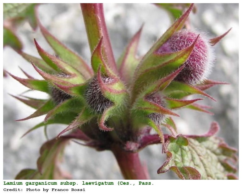 Lamium garganicum subsp. laevigatum (Ces., Pass. & Gibelli) Arcang.